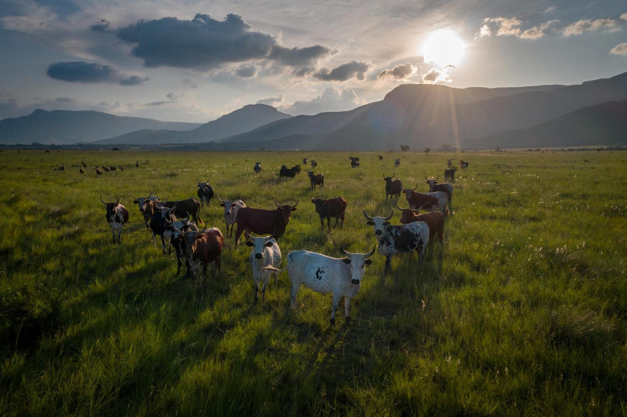 The Cowshed Villa Lydenburg Dış mekan fotoğraf